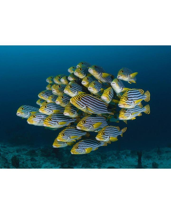 Aveyla Manta Village Dharavandhoo Exterior photo